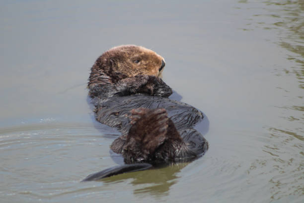istock California Sea Otter 954858894