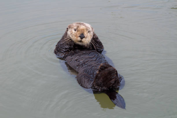 istock California Sea Otter 954858980