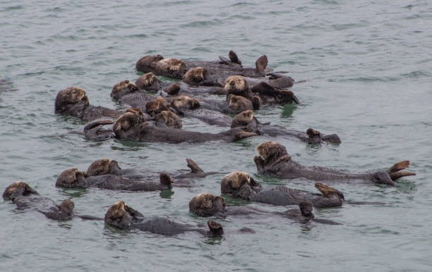 istock California Sea Otter 954859018