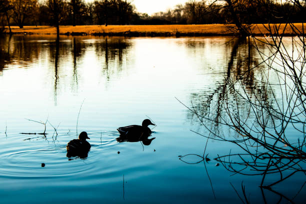 Sunset landscape with blue lake and ducks swimming . Schiller Park Illinois