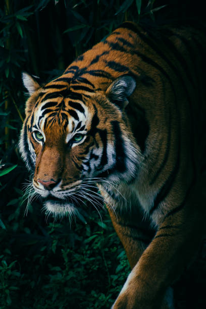 istock Bengal Tiger Lurking in the Forest 954867124