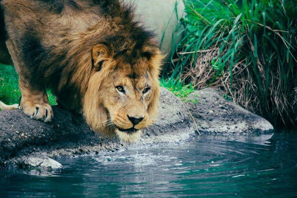 An african lion prowls around