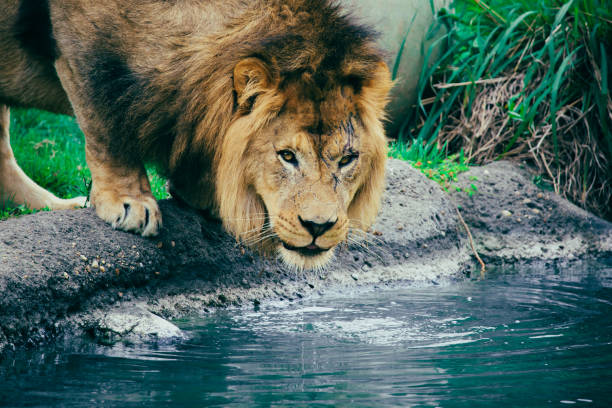 istock An Angry Scarred Male Lion Drinking Water 954867230