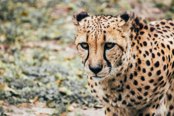 curious cheetah looking for prey - safari animals audio imagens e fotografias de stock