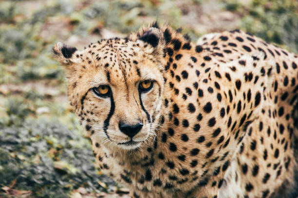 cautious young cheetah looking for danger - safari animals audio imagens e fotografias de stock