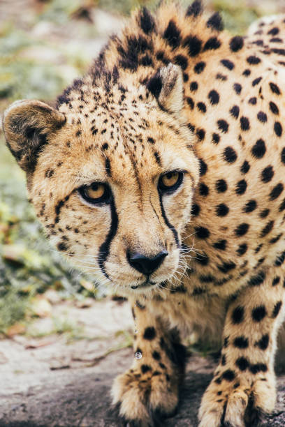 curious young cheetah looking up from it's water - safari animals audio imagens e fotografias de stock