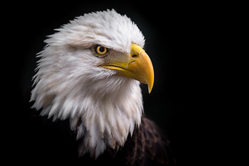 An Isolated American Bald Eagle looking down to its right for prey with a black background