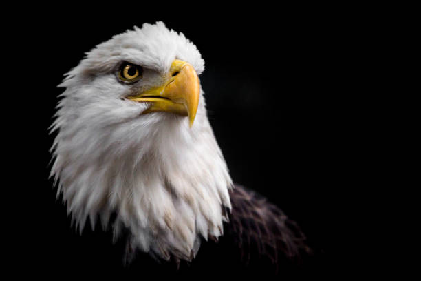 Isolated American Bald Eagle Looking Up to the Right An Isolated American Bald Eagle looking up to its right for prey with a black background bald eagle photos stock pictures, royalty-free photos & images
