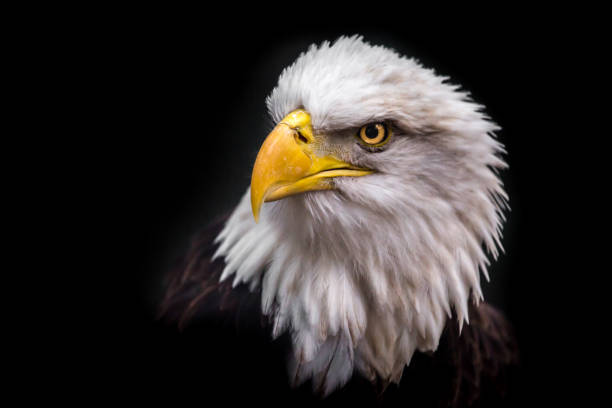 istock Isolated American Bald Eagle Looking to the Left 954867570