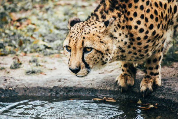 curious cheetah looking up from it's water - safari animals audio imagens e fotografias de stock