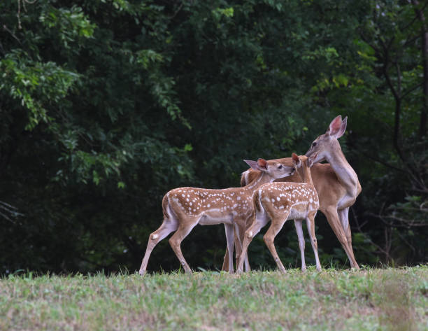 istock A Mother Deer's Love 954868244