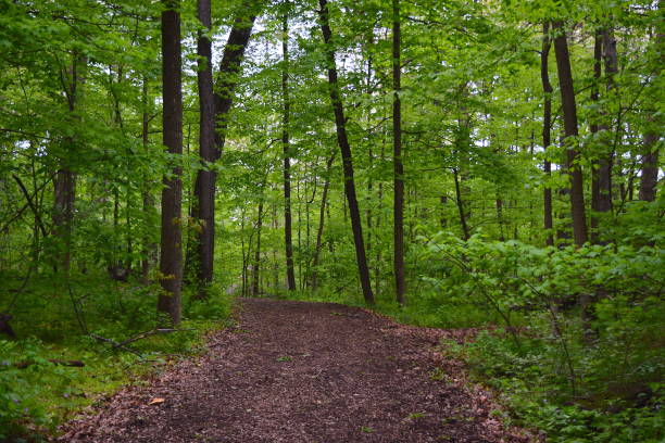 istock Lush forest and hiking trail 954868362