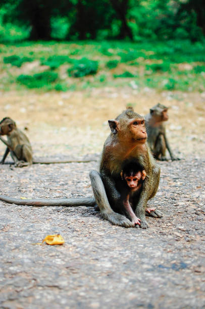 istock Monkeys in Angkor Wat, Cambodia 954868878