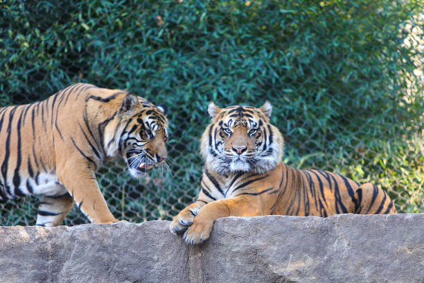 tygrysy - tiger animal sumatran tiger endangered species zdjęcia i obrazy z banku zdjęć