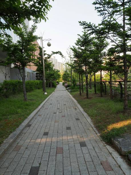 istock Forest road in Cheongju city, Korea 954875936