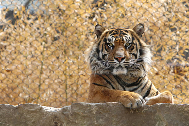 tiger - tiger animal sumatran tiger endangered species 뉴스 사진 이미지