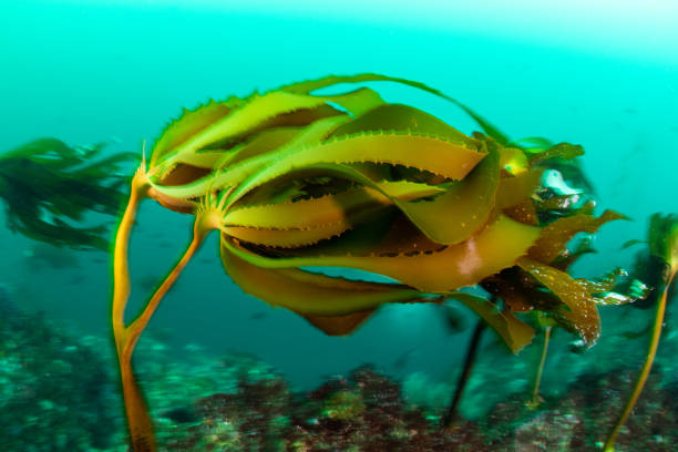 A southern sea palm sways in the strong underwater currents of Santa Barbara Island, California.