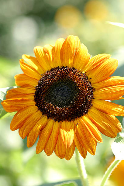 Italiana girasol - foto de stock