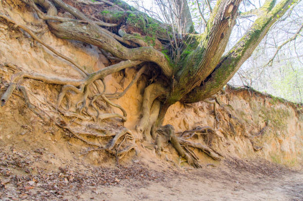 istock Root gorge near Kazimierz Dolny in Poland. 954881332