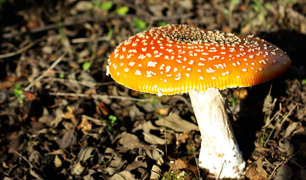 цветной коричнево-бежевый - fungus nature orange agaric toxic substance стоковые фото и изображения