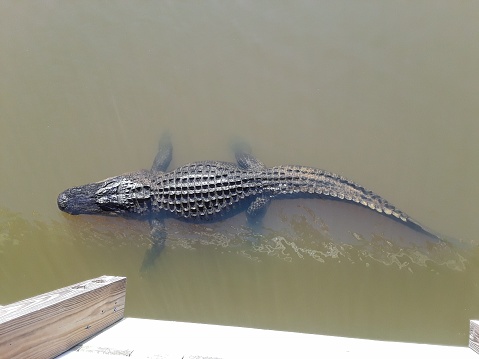 American Alligator in Mobile Bay, Alabama