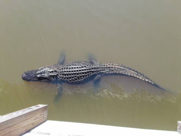 Large adult American Alligator American Alligator in Mobile Bay, Alabama mobile bay stock pictures, royalty-free photos & images