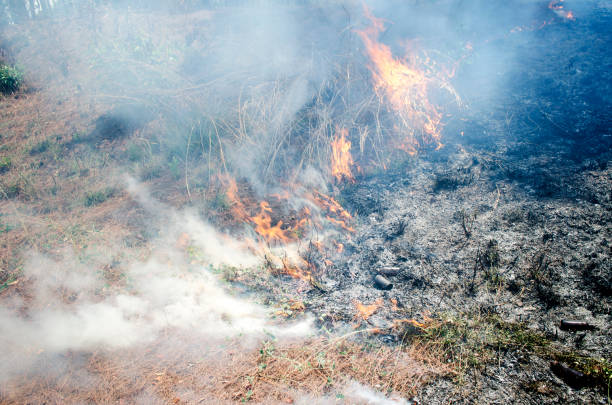 istock fire. wildfire, burning pine forest in the smoke and flames. 954891250