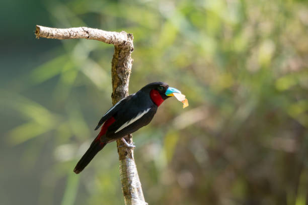 istock Black-and-red Broadbill, Lovely bird. 954892440
