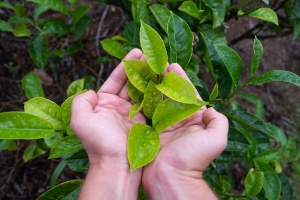 istock Hand holding a fresh tea leaf on tea plantation 954892758