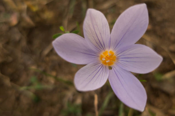 istock close up purple flower in nature 954892952