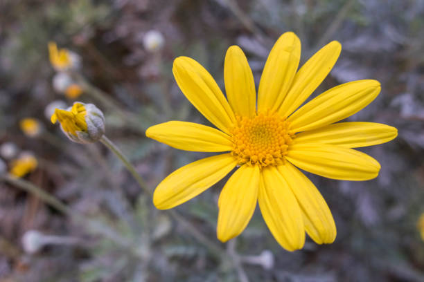 istock close up yellow daisy in green nature 954893088