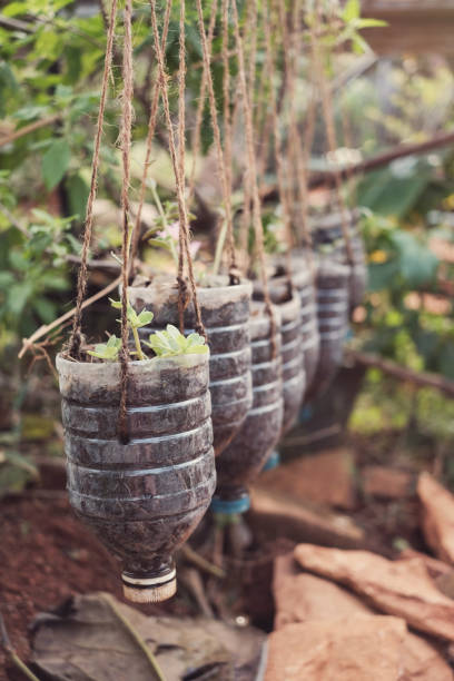 istock growing plants in used plastic bottles, reuse garden concept 954896450