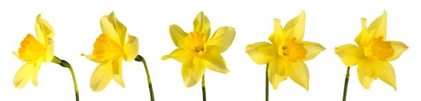 istock Set of five yellow daffodil petals different angles isolated on white background. 954896504