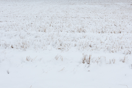 Straws in field covered in snow at winter