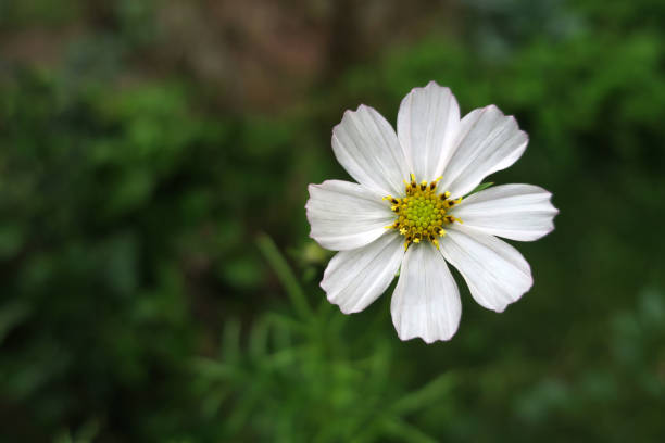 istock close up white daisy in nature 954897370