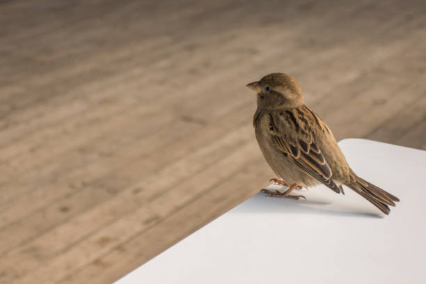 istock close up little sparrow on table 954900046