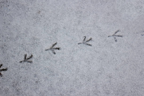 istock Pigeon track on the snow 954900478