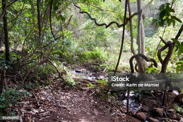 Jungle Landscape With Path And Creek Stock Photo - Download Image Now - Rainforest, Vine - Plant, Asia