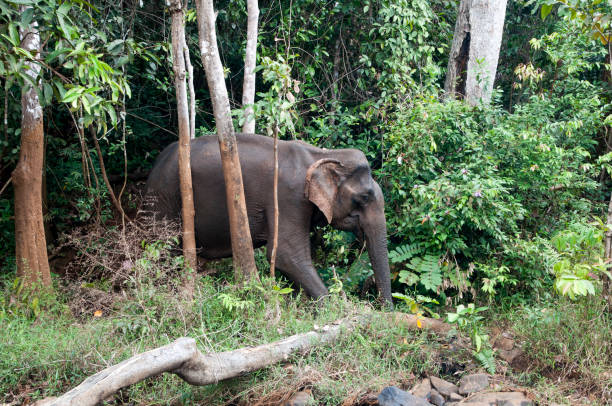 Asiatic elephant walking through forest Scene from a day with domesticated elephants retired to spent time in the jungle east of Sen Monorom, Cambodia mondulkiri province photos stock pictures, royalty-free photos & images