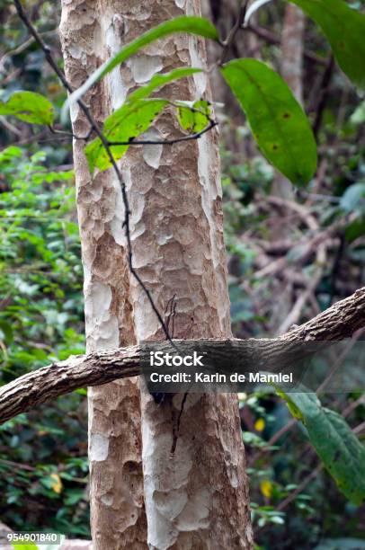 Closeup Chambak Tree Trunk And Bark Stock Photo - Download Image Now - Asia, Botany, Brown