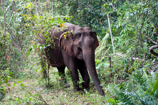 Blind aged Asiatic elephant  walking through forest Scene from a day with domesticated elephants retired to spent time in the jungle east of Sen Monorom, Cambodia mondulkiri province photos stock pictures, royalty-free photos & images