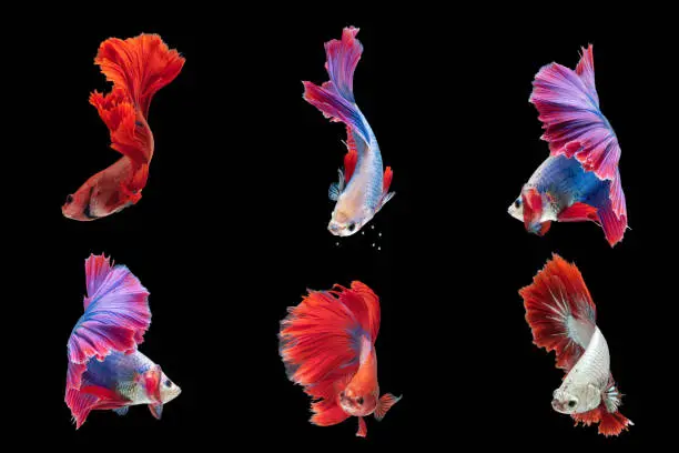 6 Betta fishes,Siamese fighting fishes isolated on black