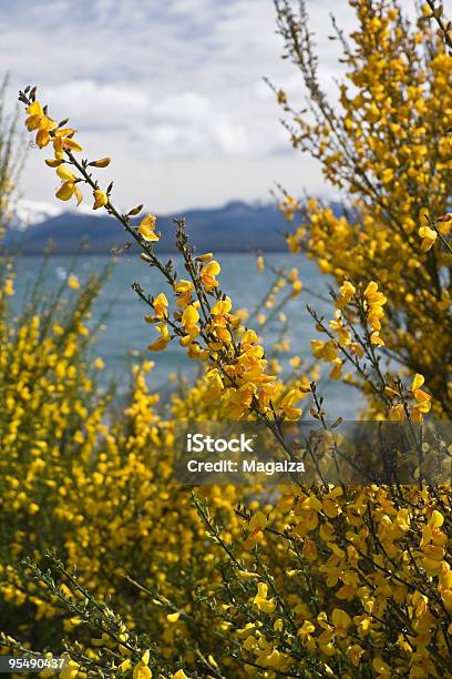 Retamas Fiori - Fotografie stock e altre immagini di Ambientazione esterna - Ambientazione esterna, Argentina - America del Sud, Bariloche