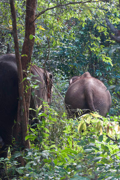 Asian elephants walking away on a forest path forest Scene from a day with domesticated elephants retired to spent time in the jungle east of Sen Monorom, Cambodia mondulkiri province photos stock pictures, royalty-free photos & images