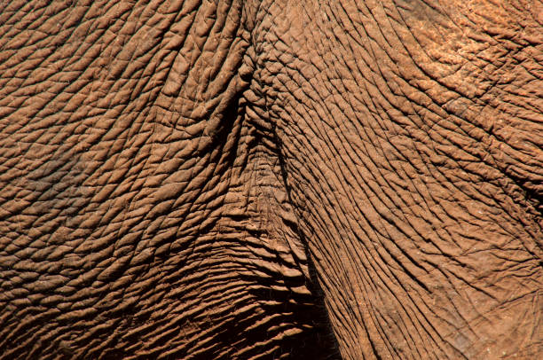 close up of wrinkled elephant skin Scene from a day with domesticated elephants retired to spent time in the jungle east of Sen Monorom, Cambodia mondulkiri province photos stock pictures, royalty-free photos & images