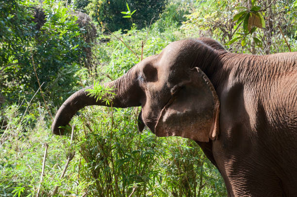 istock Asian elephant eating in a wild bamboo field 954906262