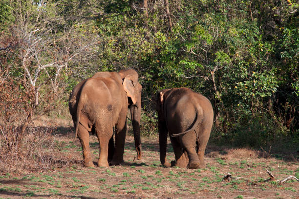Two elephants walking toward the forest Scene from a day with domesticated elephants retired to spent time in the jungle east of Sen Monorom, Cambodia mondulkiri province photos stock pictures, royalty-free photos & images