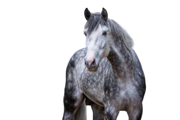 Horses fur background