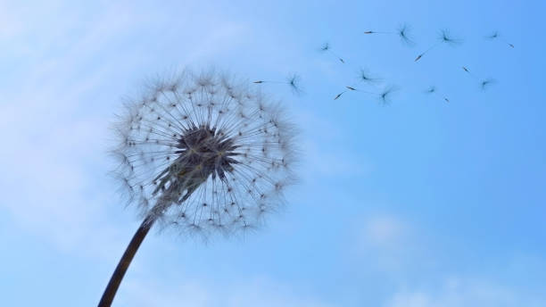 istock fluff of a dandelion on background sky 954909816