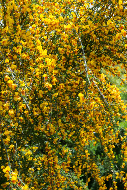 istock Beatuiful Cytisus scoparius flower 954909916